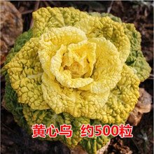 蔬菜种子四季播阳台农家田园易种菜庭院春夏秋套餐盆栽香菜籽 黄心乌约500粒