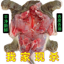 甲鱼批发现杀现发外塘生态老鳖鲜活甲鱼食用王八真空包装新鲜 宰杀好净重【0.7-0.9斤】三份