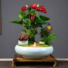 自然空间 ZRKONJN 红掌盆栽一帆风顺盆景鸿运当头办公室内客厅花卉绿植四季好养植物 玉岚红掌+兔+蝶+4号简古