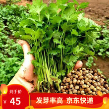 凤鸣雅世 四季美味香菜种籽山东老香菜种子农家盆栽蔬菜四季阳台种菜蔬菜种子春季青菜种籽蔬菜种籽蔬菜种孑 提味大叶香菜种子500克Vip价格