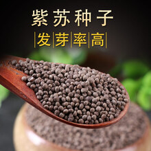 TLLZ苏子种子 纯新中药材种苗紫苏叶种子盆栽春播大叶紫苏种苗 拿样(500粒)