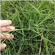 绿中城狗牙根种子耐热耐践踏绿化景观护坡种子面修剪种子 狗牙根包衣一斤
