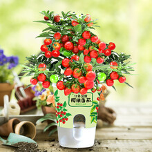 北京东升种业园艺创意迷你盆栽罐头花卉植物种子幼儿园儿童DIY种植 樱桃番茄