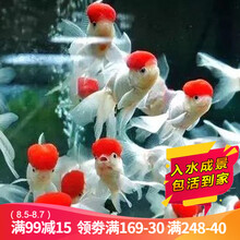 云峰海瑞 观赏金鱼 冷水鱼 观赏鱼金鱼 活体锦鲤鱼活体鱼 淡水鱼 种鱼级顶红金鱼10-13厘米1条