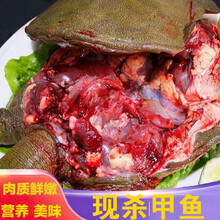 现杀甲鱼  外塘野养   老鳖  王八真空包装 海鲜水产   智维理克 温室养殖甲鱼(青黑背)切块 【顺丰】1斤现杀真空包装