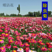蝶沾花 多年生花草植物花卉种子除虫菊室外花种子四季种易活除虫菊种子庭院户外花籽宿根耐热草花种籽 除虫菊种子 500粒装