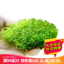 云峰海瑞 鱼缸水草前景大小三角莫丝莫斯水草珊瑚松茸水族箱造景套餐水草活体草缸造景装饰 水族 鱼缸造景 迷你鹿角苔8*8网片定植