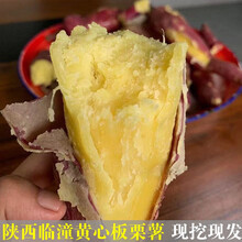 2021年新薯！老品种牛奶板栗薯新鲜栗子白薯沙地红薯香薯粉面白心地瓜白瓤黄心5斤10斤番薯山芋爆皮王 陕西临潼黄心板栗薯红薯9斤中大果