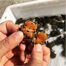 甲鱼活体团鱼生鲜水产龟王八散养 20只甲鱼苗