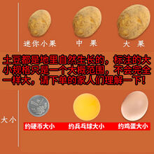 湖北现挖小土豆新鲜黄心土豆迷你土豆批发种子蔬菜非恩施3/10斤 10斤装(净重9斤)【兵乓球大小】