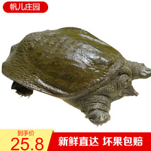帆儿庄园大甲鱼活体鲜活老鳖王八水外塘乌龟王八包活生鲜 1-1.2斤