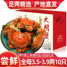 【10只装】大闸蟹全公母六月黄螃蟹镇海鲜水产生鲜 全母蟹：3.5-3.9两(10只)