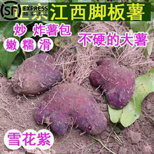 2021脚板薯三百山当季新鲜农家紫山药紫玉淮山毛薯现挖白脚板薯顺丰 5斤装脚板薯紫