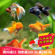 云峰海瑞 观赏金鱼 冷水鱼 观赏鱼金鱼 活体锦鲤鱼活体鱼 淡水鱼 金鱼7-9厘米6条（品种和颜色随机发货）