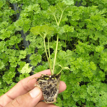 寿禾 农家小叶香菜种子芫荽蔬莱籽种籽传统佐料型阳台四季播盆栽摩西香芹欧芹春冬季播种蔬菜种孑菜籽种苗 【苗】摩西香芹苗 10棵