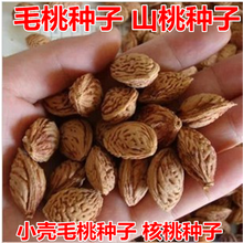 卓天（ZHUOTIAN）新采毛桃种子 毛桃树 毛桃核 大桃 桃子桃核 桃树核 桃树种子 水蜜桃种子一斤