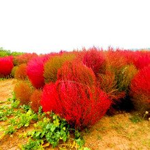 红叶地肤 绿叶地肤种子 地肤子 可入药 嫩茎叶可以吃 老株可作扫帚  地肤种子 一年生草 红叶地肤种子 250克 / 半斤