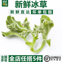 千牛优福新鲜冰草150g-300g 冰菜非洲冰叶野菜沙拉蔬菜 凉拌冰草 150g/1盒