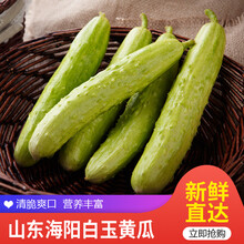 古寨山 海阳白玉黄瓜 水果小黄瓜 青瓜 新鲜蔬菜 净重4斤普通装