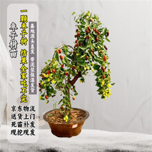 涞匠非枣树苗嫁接脆甜冬枣沾化冬枣冰糖枣树苗 脆甜冬枣2公分源头直发