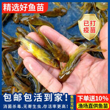 黄骨鱼批发黄辣丁鱼苗淡水养殖食用昂刺黄鸭叫黄丫头黄颡鱼塘鱼苗 黄辣丁 7-8厘米50条送5条