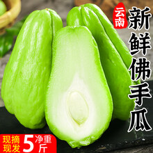 云南佛手瓜新鲜整箱丝瓜洋瓜寿瓜丰收瓜孕妇宝宝蔬菜 5斤