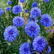 （正常发货）波斯菊野花三叶草 花草种子草坪种子四季播种室内外种植 大滨菊 矢车菊种子 100克