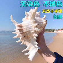 AIPHAROW超大千手螺特大菊花螺天然海螺贝壳鱼缸装饰品造景地中海风格摆件 精品赤旋螺长12-14厘米1个
