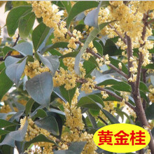 桂花树苗盆栽植物庭院花卉观花植物室内带花四季桂嫁接浓香型盆景 黄金桂 2年苗(实生苗）