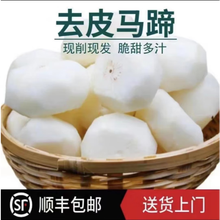 有为无为去皮马蹄 新鲜荸荠大果现削发货 真空包装 顺丰开袋即食 精品去皮特大果1斤装
