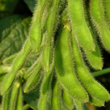 寿禾 大荚菜毛豆种子大豆黄豆种籽高产春季播种早熟四季架豆农家青黄大豆鲜食四季蔬菜菜种孑寿光蔬菜菜籽种 大荚菜毛豆种子 2斤（500gx2包）