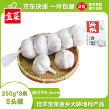 佳农宝菜正宗金乡大蒜净重4.5斤精选蒜头地标产品紫皮大蒜源头直发