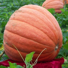 进口巨型南瓜种子籽美国特大巨型南瓜单果可达400斤四季种可食用 进口5粒