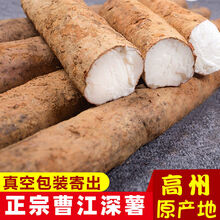 浍爷广东茂名高州土特产新鲜淮山薯正宗高州曹江粉香深薯 深薯9斤