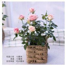 迷你小玫瑰花大盆栀子花盆栽带花苞四季开花办公室内植物花卉绿植 淡粉色原盆 带盆栽好