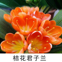 君子兰苗盆栽精品绿植室内花卉圆头和尚大苗蝴蝶兰花苗当年开兰花 桔花 4-6片叶子