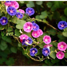 羽叶茑萝花种子五角星花种籽子室外爬藤阳台盆栽五星花籽开花不断 牵牛花100粒+2包肥料