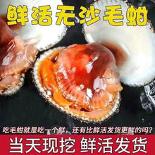 颐乡情(顺丰速发)大连海鲜毛蚶毛蛤生鲜野生毛蚬子瓦楞子鲜活毛蛤蜊金州 买半斤送半斤(到手1斤) 500g 试吃