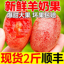 颜曼箐云南临沧甜羊奶果【顺丰】新鲜水果孕妇小孩稀有水果现摘现发 2斤装