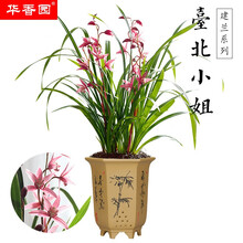 华香园绿植花卉 兰花苗四季建兰 【台北小姐】 红粉佳人 办公室内客厅鲜花盆栽金钱菖蒲不带花苞 台北小姐1棵4苗 不带花苞 裸根发货