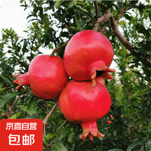 石榴树苗大红袍石榴树苗突尼斯软籽石榴苗盆栽地栽抗寒抗旱带土 蒙阳红石榴 2年苗1棵