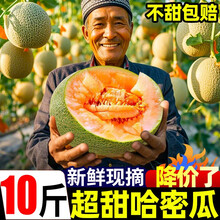 黄六爷新疆乌鲁木齐哈密瓜9斤新鲜水果网纹玲珑蜜静冈冰淇淋西州蜜甜瓜 9-10斤【3-5个果】坏果包赔