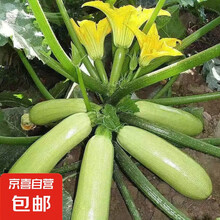蔬果种子套餐四季蔬菜种子水果种子阳台盆栽田园庭院易种 西葫芦种子一袋10g