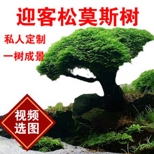 大头蘑菇头莫斯树 三角单棵迎客松 鱼缸造景一树成景绑好莫斯活体水草 高14-17CM 枝头2个直径5CM