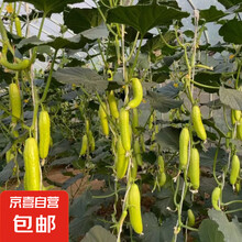 莘县贝亚芮果蔬奶油黄瓜现摘白玉黄瓜脆可口农家种植青瓜新鲜清香 5斤农场直发 5斤
