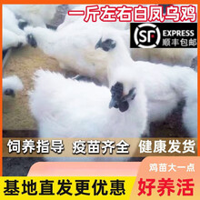 一斤左右现货白凤乌鸡活的正宗泰和乌鸡苗白毛鸡乌骨鸡脱温苗现货 半斤白凤乌鸡10只 【公母可以选】