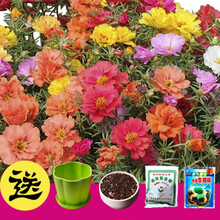 满天星种子太阳花康乃馨波斯菊薰衣草花卉四季种易活盆栽套餐种子 太阳花1000粒+盆+土+肥