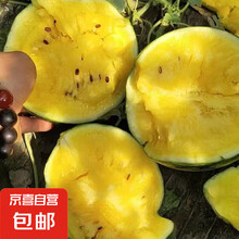 莘县贝亚芮现摘特小凤黄心西瓜新鲜薄皮黄肉西瓜当季水果 3-4斤（1-2个瓜）