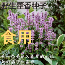 食用藿香种子四季播苗种子藿香籽五香叶植物种子室外驱蚊 藿香半斤