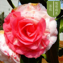盆栽茶花苗山茶花苗绿植花卉盆栽四季好养茶花树苗盆栽耐寒花卉观花植物室内花卉绿植开花不断 鸳鸯戏水 4年苗当年开花